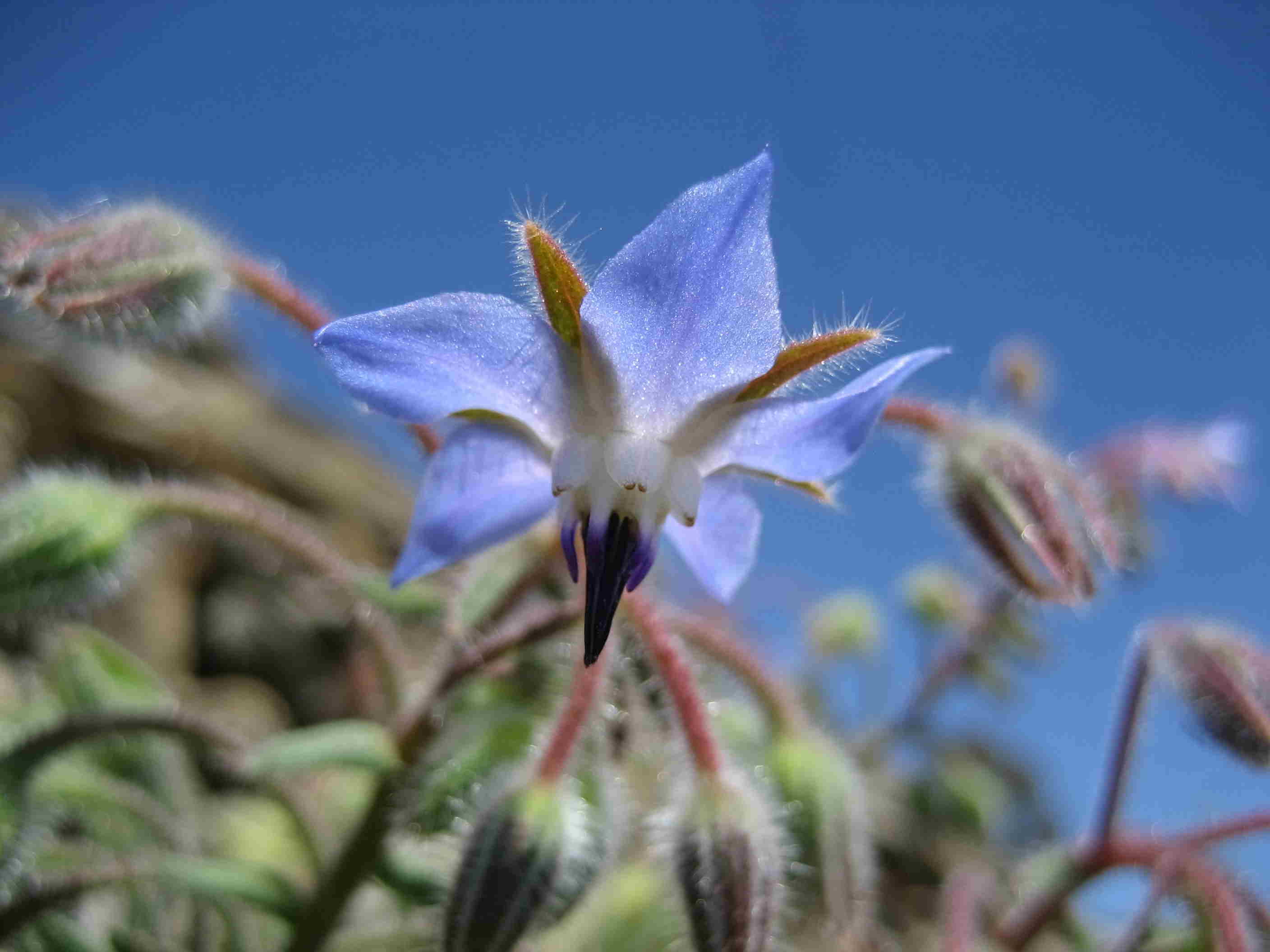 Borraja (Borago officinalis) 1